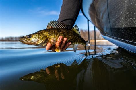 Walleye fishing scheduled to be open all summer on Mille Lacs Lake ...