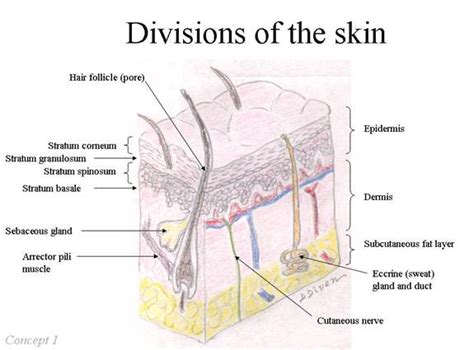 Anatomy of the Skin