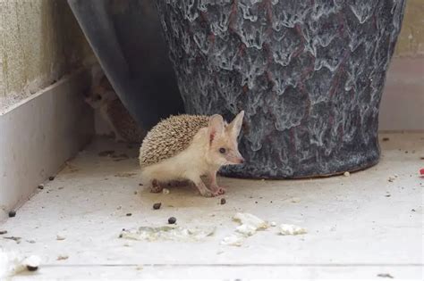 Desert Hedgehog - Facts, Diet, Habitat & Pictures on Animalia.bio