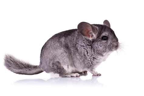 Chinchilla Breeds, Types & Colors | Pet Comments