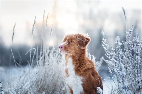 What Is The Best Indoor Temperature For Dogs: Keeping Your Pup Comfortable