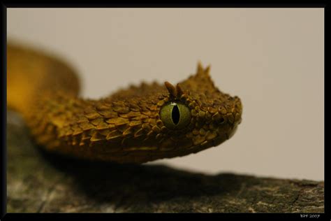 Atheris ceratophora 3 by BPFischer on deviantART