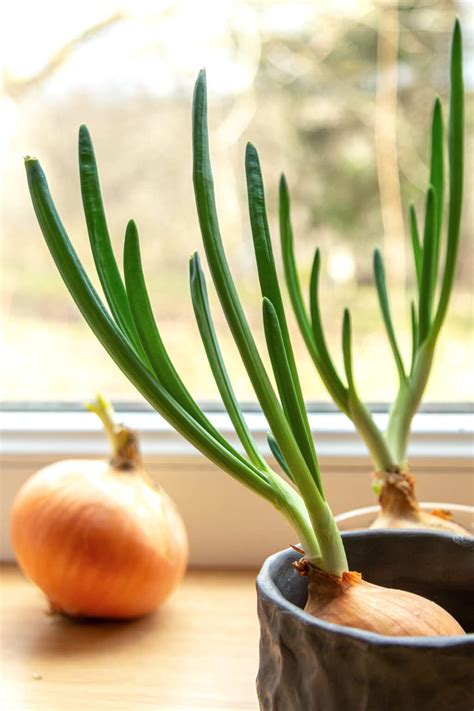 How to Grow Onions in Containers: Expert Tips and Techniques