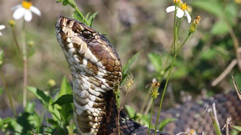 Serpents Cottonmouth: Faits sur les mocassins d'eau - Drumpe