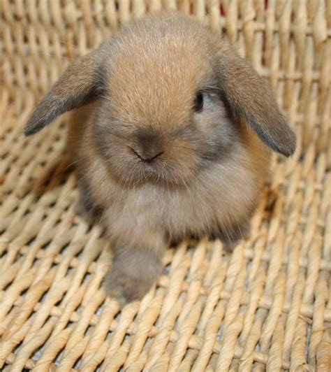 Holland Lop Rabbits Babies - FOR SALE | USA Rabbit Breeders