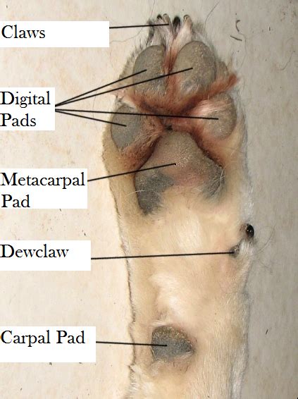 Discovering The Function of a Dog's Carpal Pads - Daily Dog Discoveries