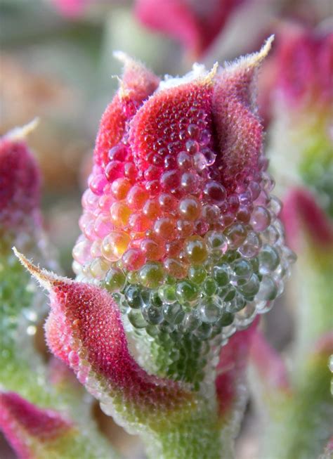 Mesembryanthemum crystallinum seeds - Phoenix Desert Seeds