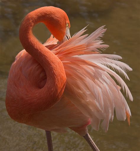 Flamingo feathers | Jack Nevitt | Flickr