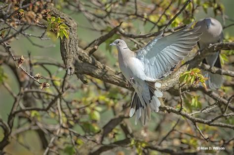 Eurasian Collared-Dove - ID, Facts, Diet, Habit & More | Birdzilla