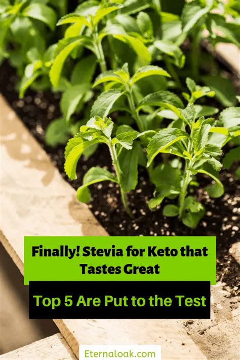 The 5 Best Tasting Stevia Products for Keto Diets – Eternal Oak