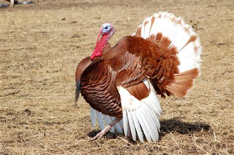 11 11 Turkey Breeds You NEED to Know About if You Plan to Raise Turkeys You NEED to Know About ...