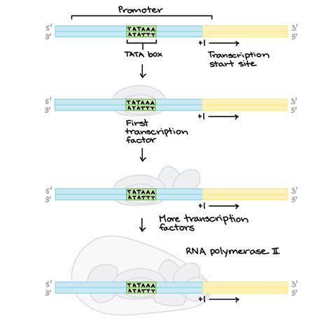 Mrna Transcription Diagram