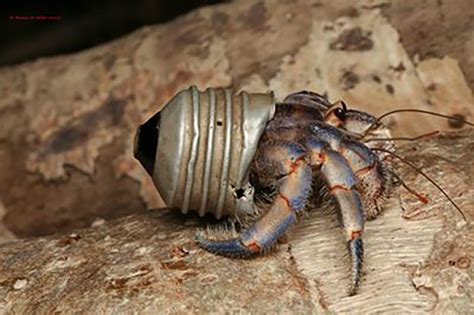 These Hermit Crabs Are Using Our Garbage as Shells | Hermit crab, Ocean creatures, Crustaceans