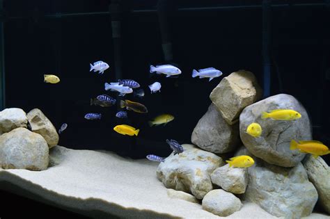 an aquarium filled with lots of different types of fish and rocks in ...