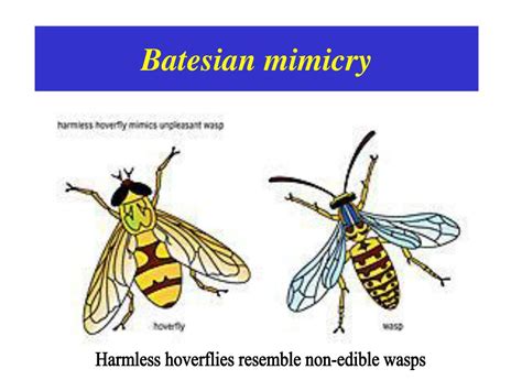 PPT - VISUAL MIMICRY PowerPoint Presentation - ID:449765