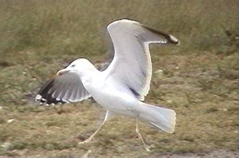 Surfbirds.com - Hybrid Gulls Breeding in Belgium by Peter Adriaens