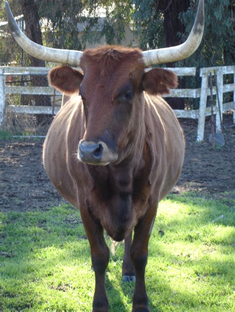 67 best images about Longhorn cattle on Pinterest