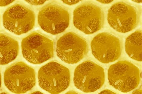 Bees Breeding Eggs - Free photo on Pixabay - Pixabay