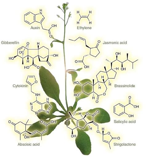 Gibberellins: Plant Hormone, Growth & Functions