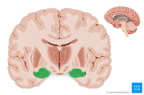 Hippocampus: Anatomy, functions and connections | Kenhub