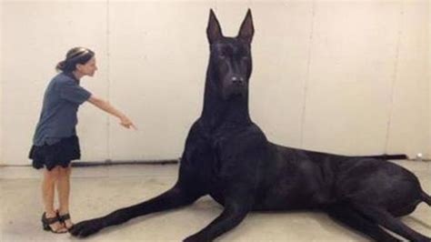 10 Biggest Dog Breeds in the World
