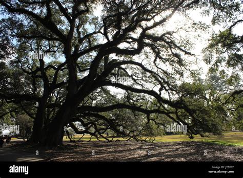 Oak alley plantation history hi-res stock photography and images - Alamy