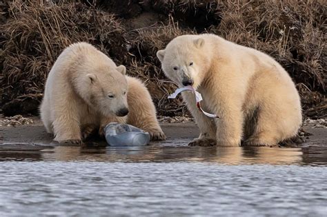 Polar Bear Diet Now 25% Plastic, Russian Researchers Reveal; City Creates 'Alcatraz of Garbage ...