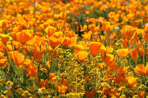 California's Wildflower Super Bloom | Earth Blog