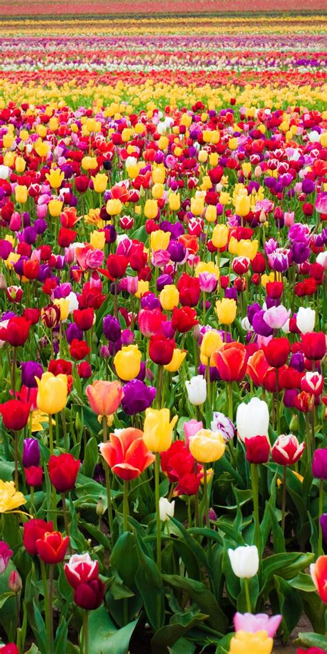 Tulip Flower Garden Hd Wallpaper | Best Flower Site