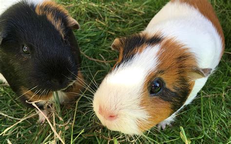 A Complete Guide To Guinea Pig Colors - With Photos!