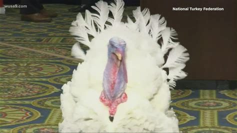 Turkeys to be pardoned at White House ceremony Friday - YouTube