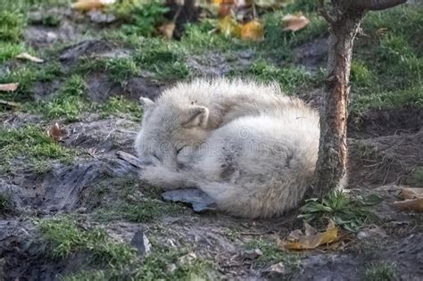 241 Wolf Sleeping Snow Stock Photos - Free & Royalty-Free Stock Photos ...