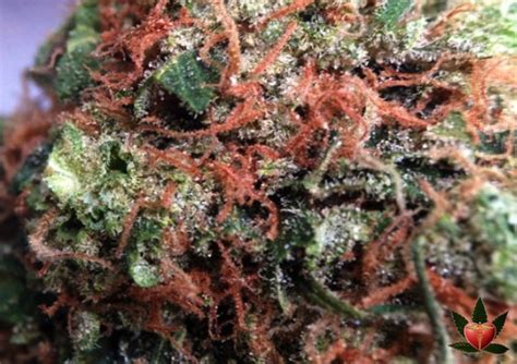 707 Headband Marijuana Strain Information & Reviews | AllBud