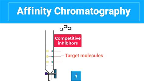 Affinity Chromatography (With Animation) - YouTube