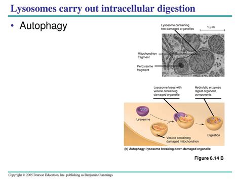 Chapter 6 A Tour of the Cell. - ppt download