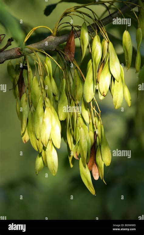 Fraxinus excelsior seed hi-res stock photography and images - Alamy