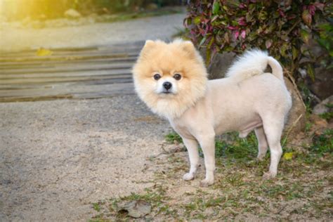 Pomeranian Fox Haircut