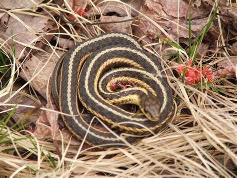 Garter snake, Snake, Beautiful snakes