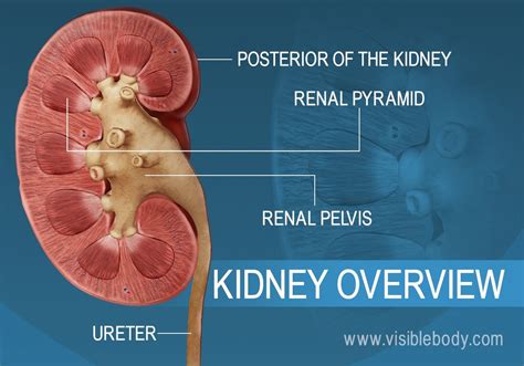 Kidneys | Urinary Anatomy