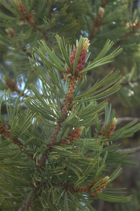 Press Resources: Whitebark Pine Seeds Story 6/10 | Harvard Forest