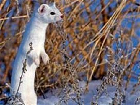 Animals - Cape Breton Highlands National Park of Canada