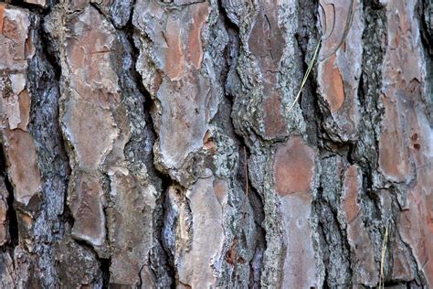 Free photo: Tree, Tribe, Log, Bark, Tree Bark - Free Image on Pixabay ...