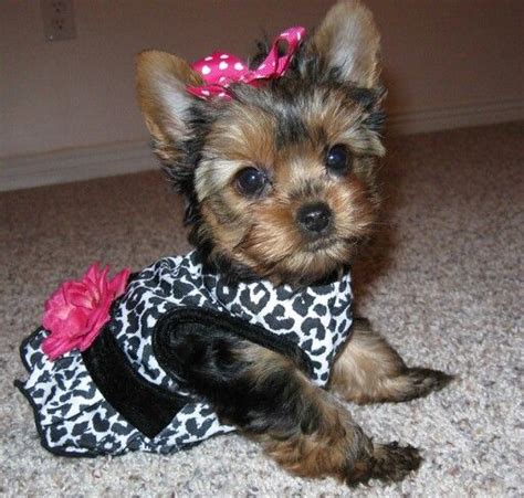 Yorkie Poo Teacup Puppies - Pets Lovers