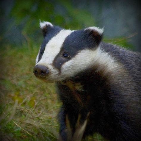 182 best European badger images on Pinterest | Badger, Wild animals and Animal kingdom