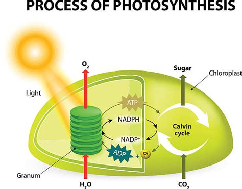 Chloroplasts Stock Photos, Pictures & Royalty-Free Images - iStock