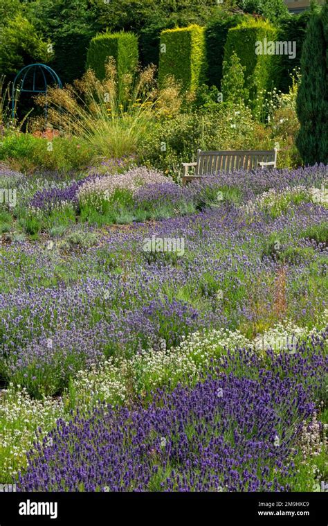 Lavender growing in summer at Yorkshire Lavender farm a tourist attraction near Terrington in ...