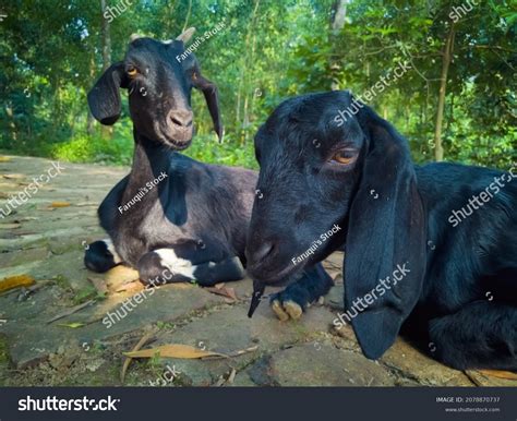 161 Black Bengal Goat Images, Stock Photos & Vectors | Shutterstock