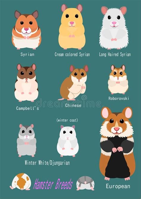 Collection Of Hamster Breeds Stock Vector - Illustration of face, animal: 135389838 | Hamster ...