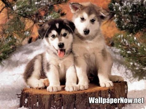 Free download Cute Siberian Husky Puppy Sitting On Grass Puppies Wallpaper Picture [1600x1200 ...