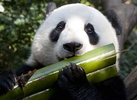Pandas' Bamboo Diet May Endanger Them | Here & Now